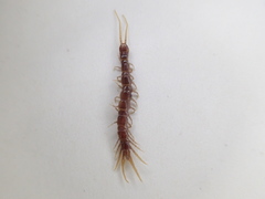 Pokabius disantus