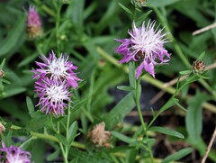 Centaurea stoebe