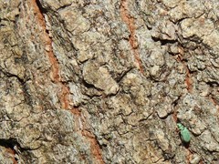 Polydrusus impressifrons