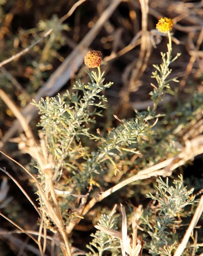 Pap Karoo (Pentzia calcarea)