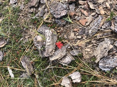 Silene serpentinicola