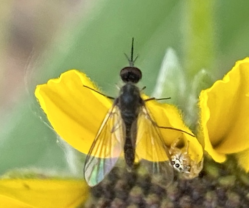 iNaturalist observation photo of Empidigeron