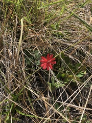 Silene serpentinicola