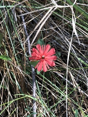 Silene serpentinicola