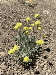 Eriogonum lewisii