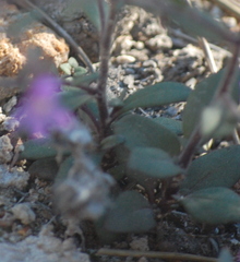 Chaenorhinum