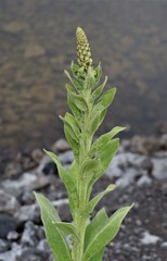 Verbascum thapsus