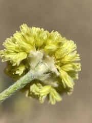 Eriogonum lewisii