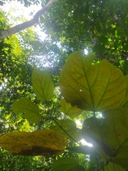 Magnoliopsida