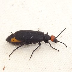 Epicauta atrata