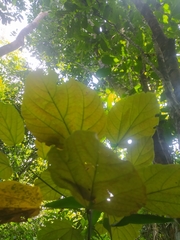 Magnoliopsida