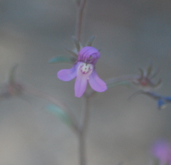 Chaenorhinum