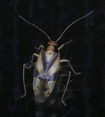 Neolygus vitticollis