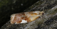 Clepsis persicana