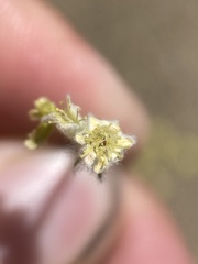 Eriogonum lewisii