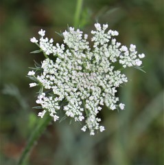 Daucus carota