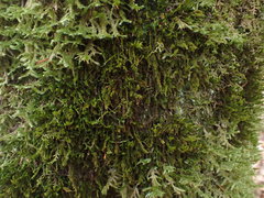 Leucodon andrewsianus