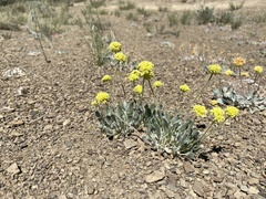 Eriogonum lewisii