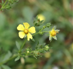 Potentilla argentea