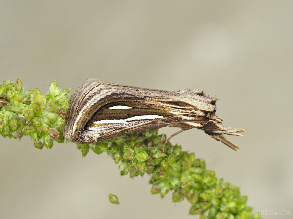 Schistorhynx argentistriga
