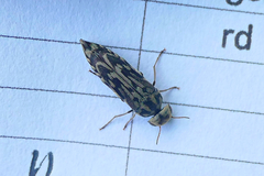 Yakuhananomia bidentata