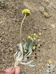 Eriogonum lewisii