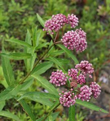 Asclepias incarnata
