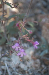 Chaenorhinum