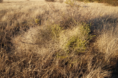 Image of Rolling Grass by (c) Tony Rebelo, some rights reserved (CC BY-SA)