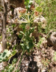 Oenanthe silaifolia