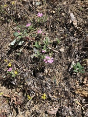 Silene hookeri