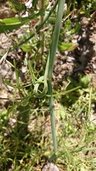 Oenanthe silaifolia