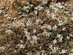 Arenaria aggregata