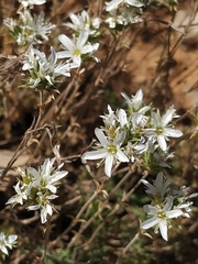 Arenaria aggregata