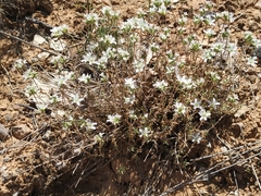 Arenaria aggregata