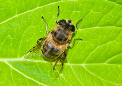 Eristalis tenax