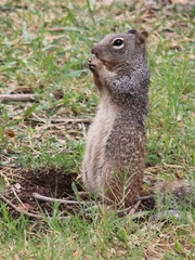 Otospermophilus variegatus