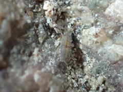 Entomobrya unostrigata