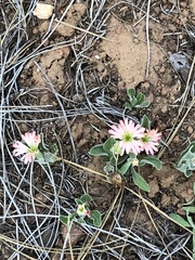 Silene salmonacea