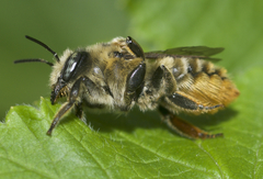 Megachile latimanus