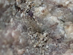 Entomobrya unostrigata