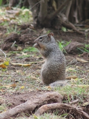 Otospermophilus variegatus