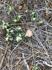 Silene salmonacea