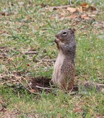 Otospermophilus variegatus