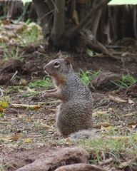 Otospermophilus variegatus