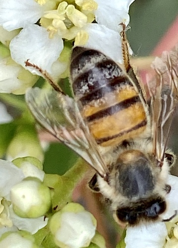 iNaturalist observation photo of Western Honey Bee