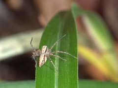 Oxyopes elegans