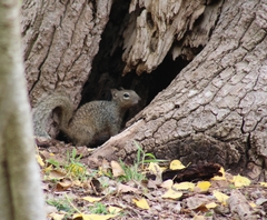 Otospermophilus variegatus