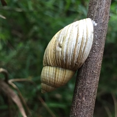 Plectostylus araucanus