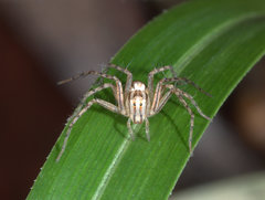 Oxyopes elegans